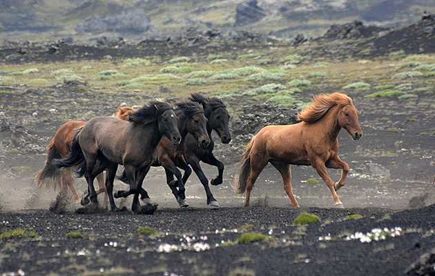 icelandic horse name