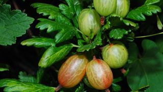 Gooseberries growing on a bush