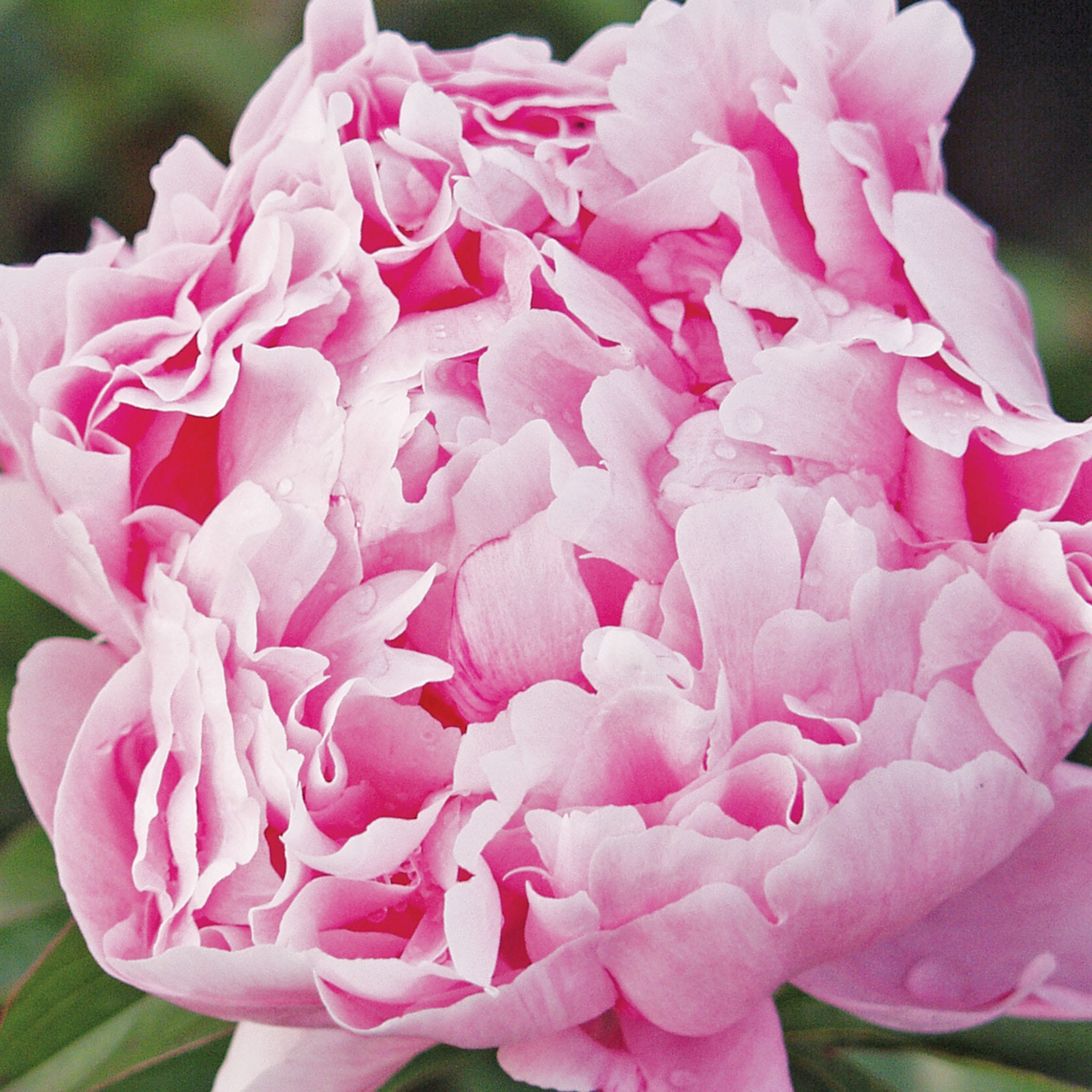 Sarah Bernhardt Peony Bare Root