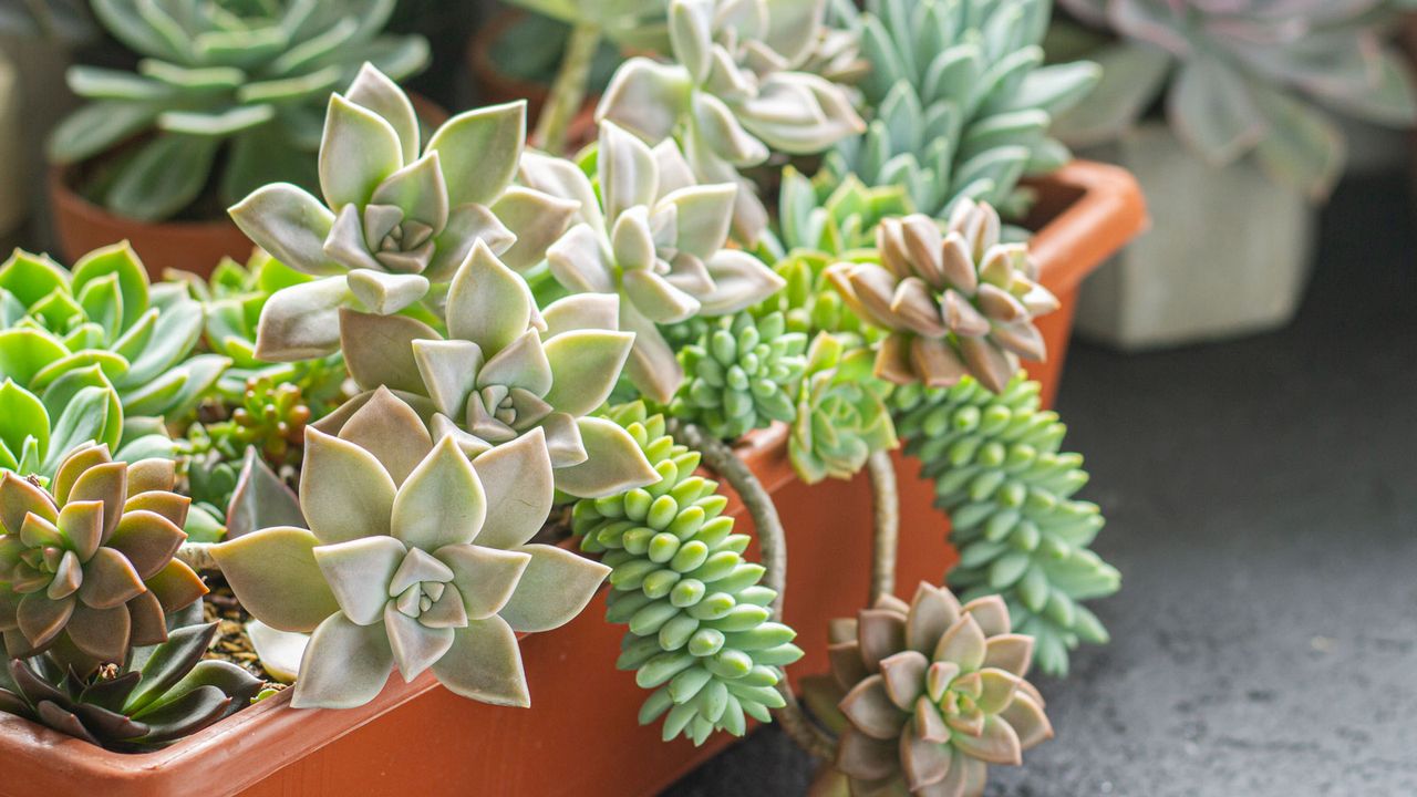 succulents in a trough