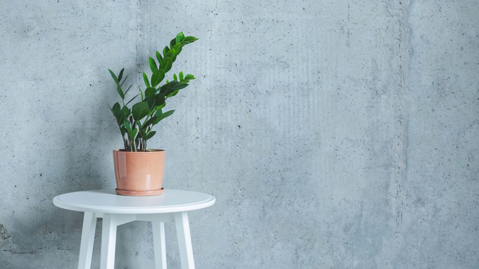 7 plants that can survive without sunlight Tom's Guide