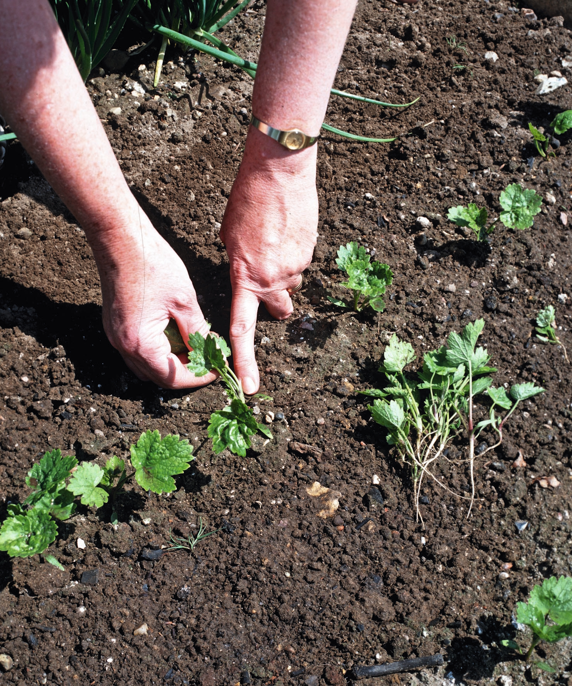 A gardener thins parsnip seedlings by pulling out smaller ones by hand