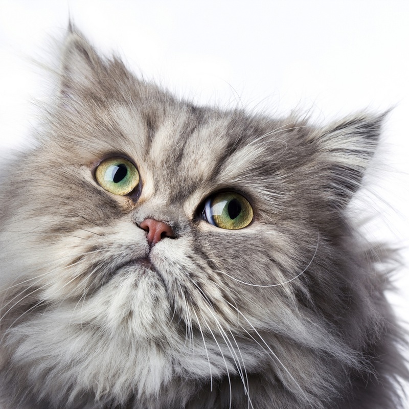 Iran Plans To Send Persian Cat To Space, Reports Say | Space