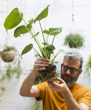 Repotting monstera