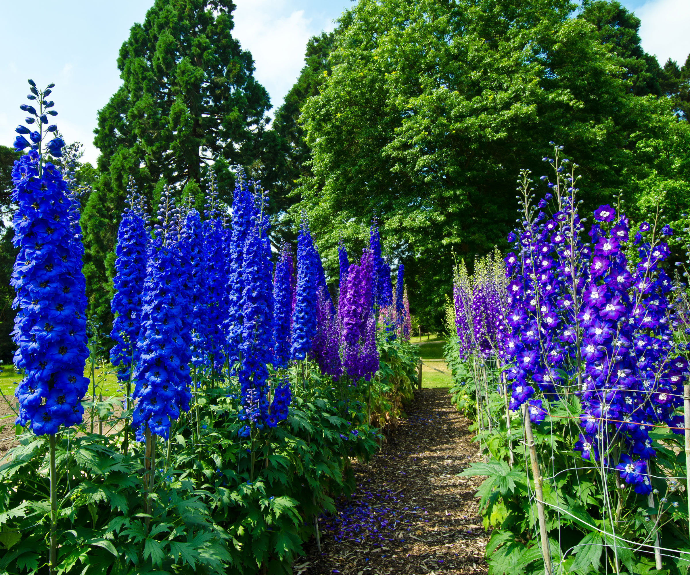 garden path near garden border lined with blue delphiniums