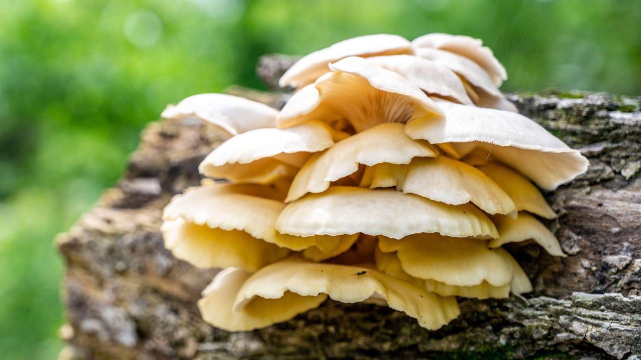 oyster mushrooms growing on logs outside