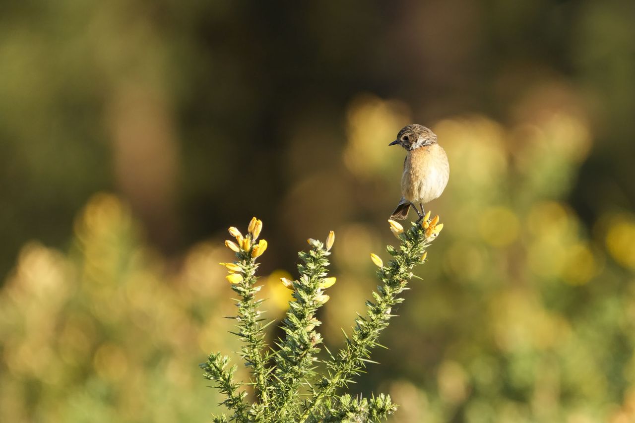A bird perched on gauze at first light