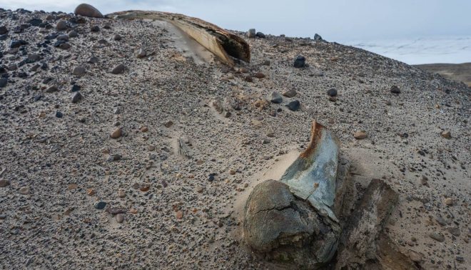 Whale bones sit on dirt.