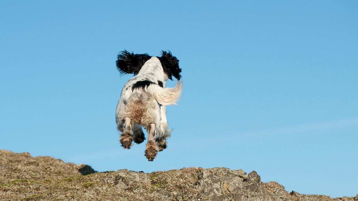 Dog running off over the horizon showing no recall training