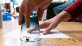A spider trapped under a glass with a piece of paper to slide under
