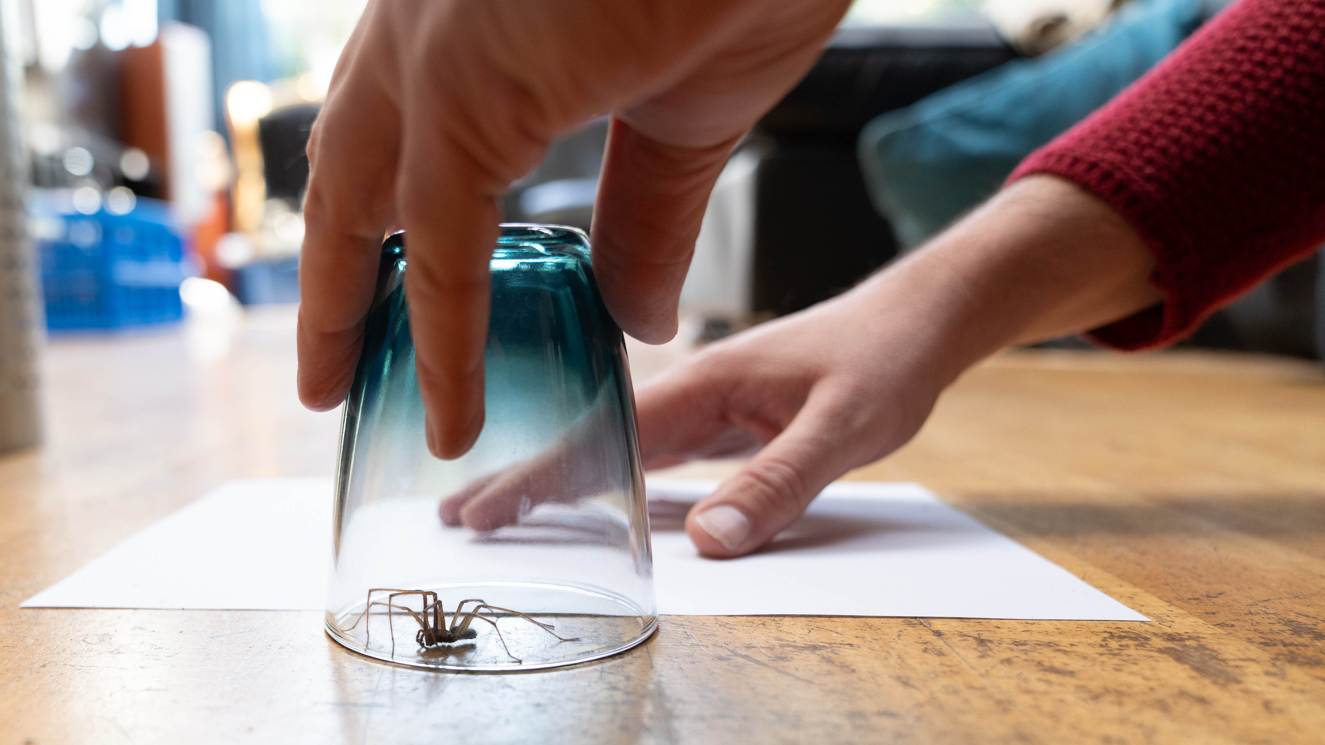 A spider trapped under a glass with a piece of paper to slide under