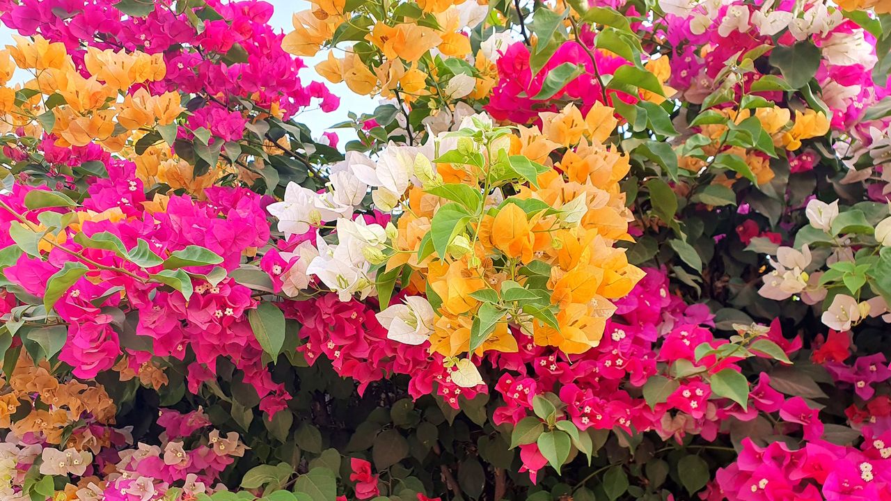 Bougainvillea climbing plants blooming in orange, white and pink