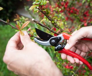 Pruning shears