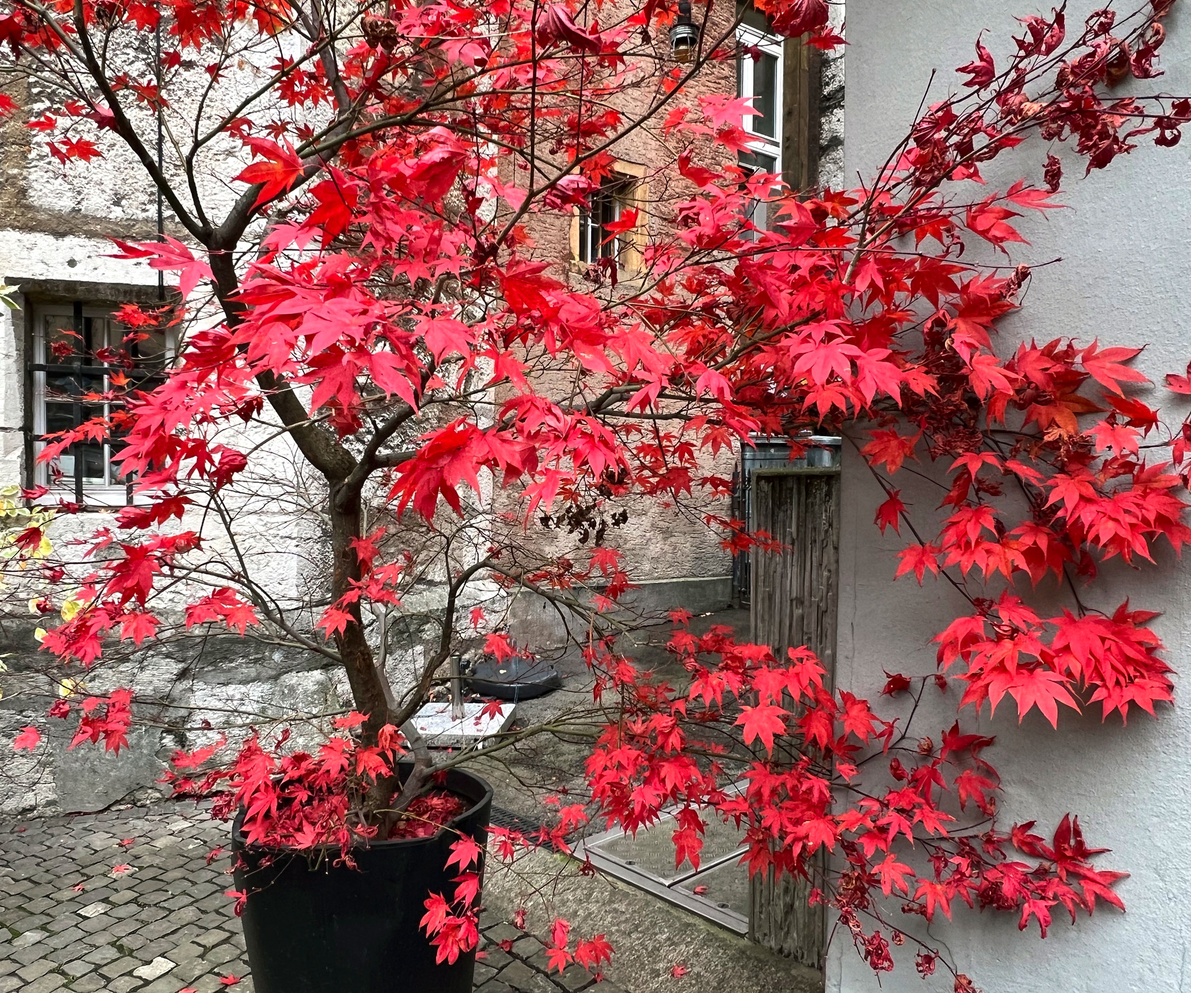 Japanese maple with red foliage growing in container against white wall