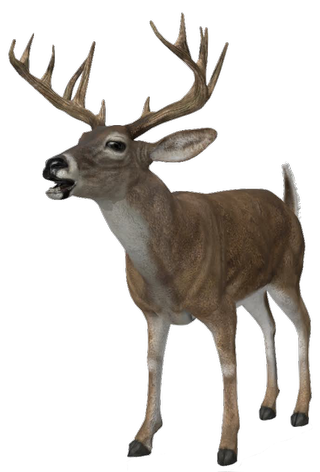 Deer Google Search 3D model