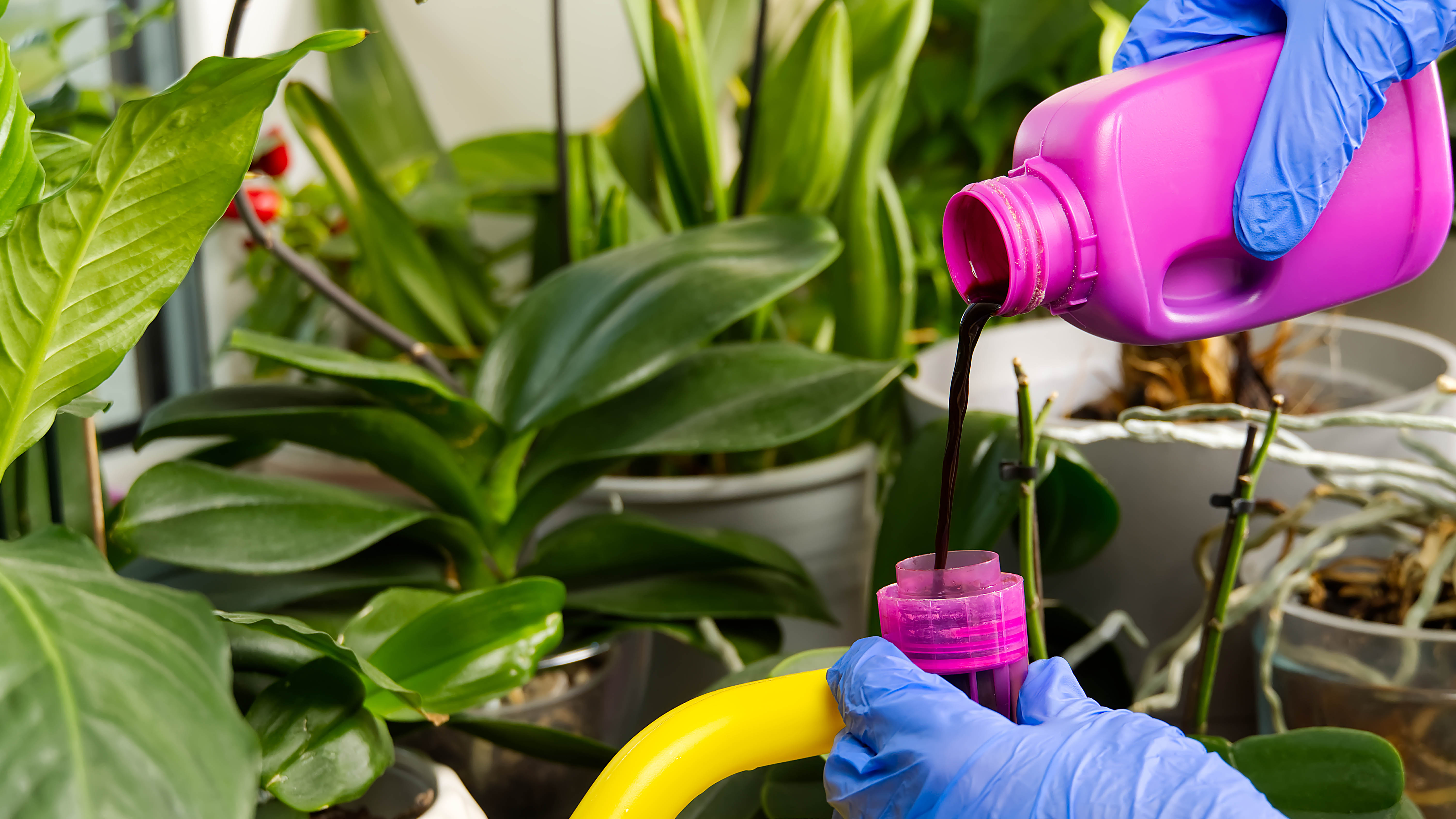 Fertilizing an orchid