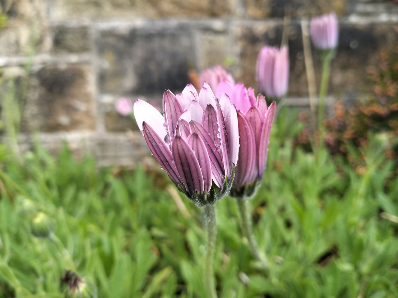 Realme 9i camera sample