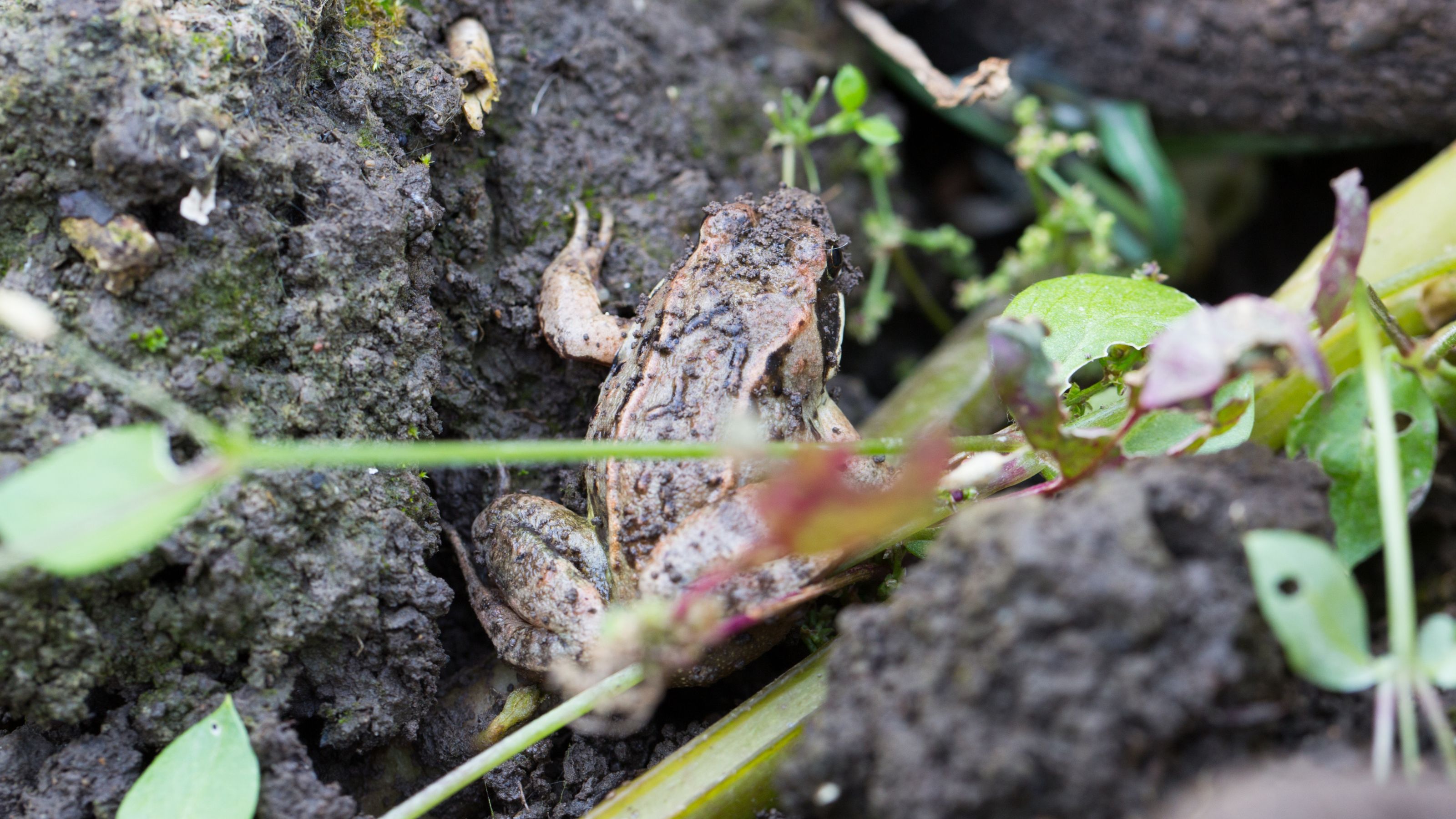 Frog on stones in garden