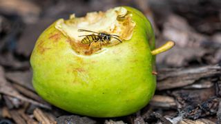 A wasp eating an old apple on the ground
