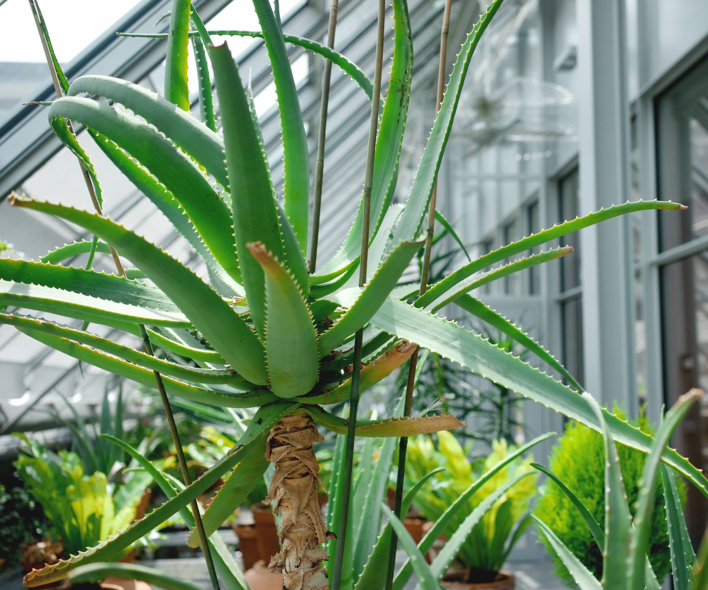 An aloe plant growing in a greenhouse
