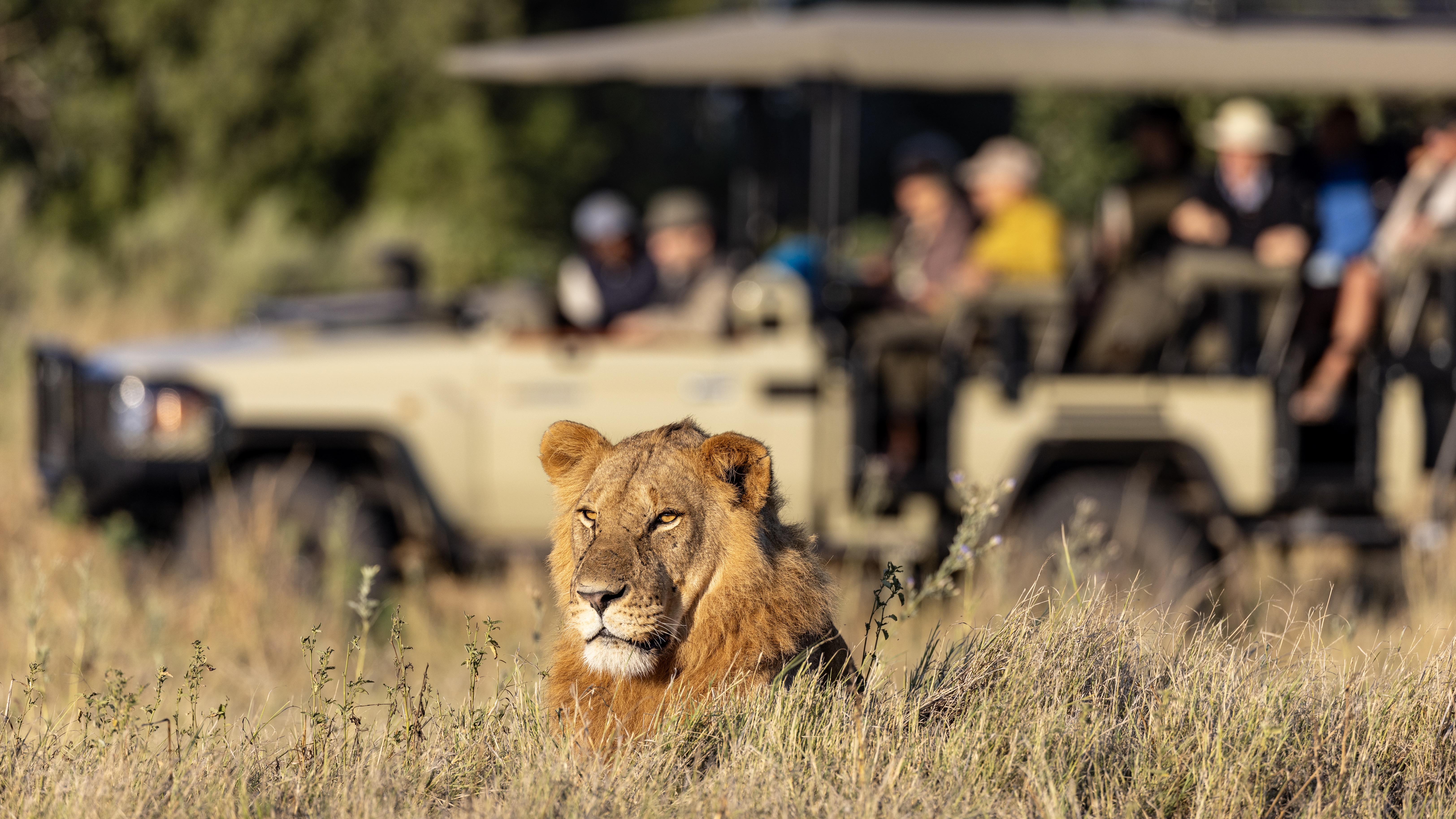 Male lion sitting infront of a safari vehicle full of tourists