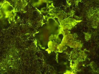 <em>Sphingomonas desiccabilis</em>, one of three microbes chosen for the BioRock experiment, seen growing on basalt. Run by a research team from the University of Edinburgh, BioRock tests how altered states of gravity affect biofilm formation on the International Space Station.