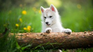 Husky puppy playing outside