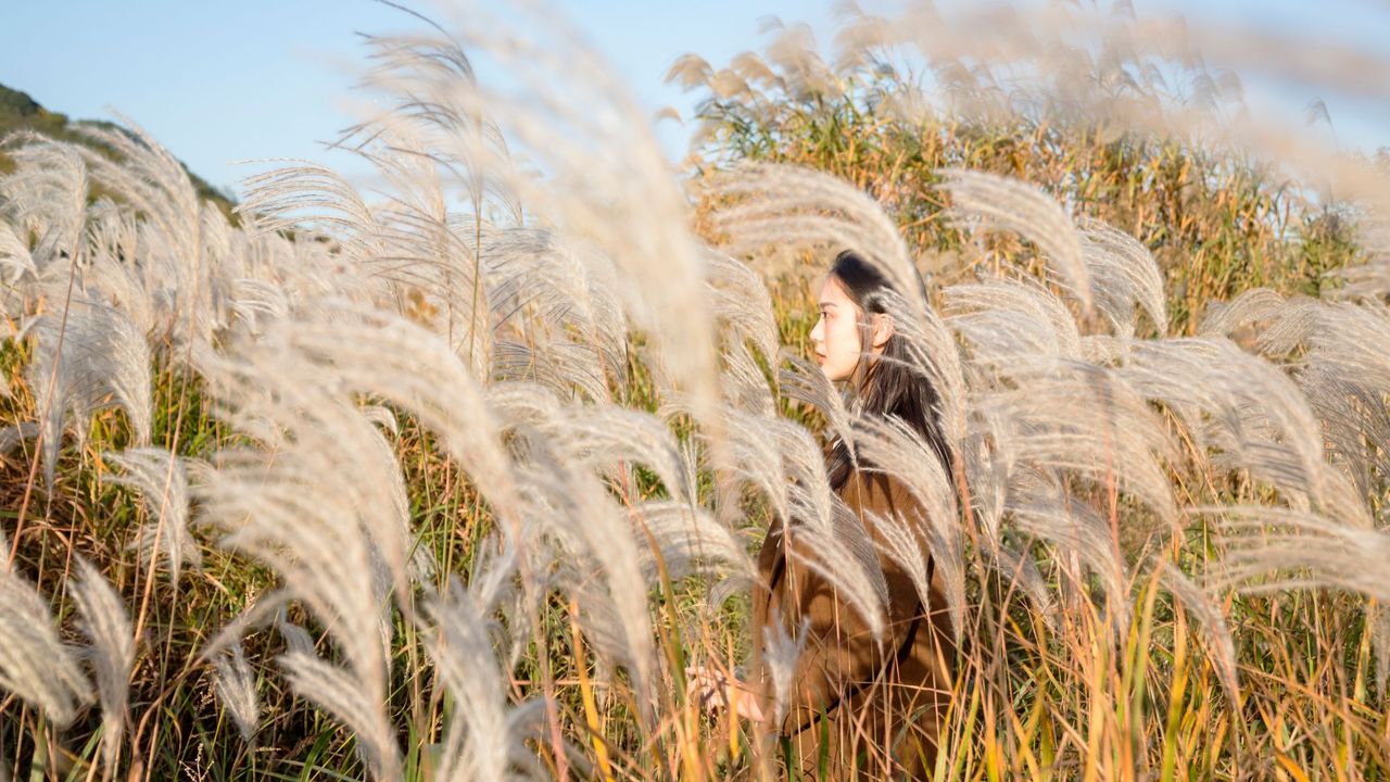 Woman in a wheat field, scene similar to the vibe of Elizabeth Arden White Tea Eau de Toilette