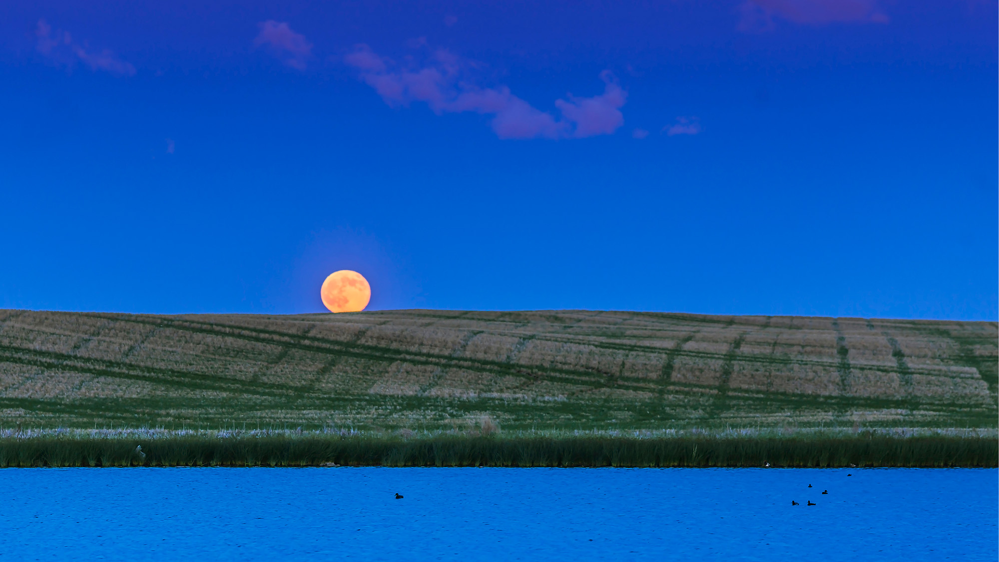 A glowing full moon is seen on the horizon over a moved grassy area.