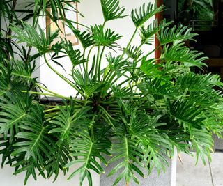 leafy green philodendron 'Xanadu' in container