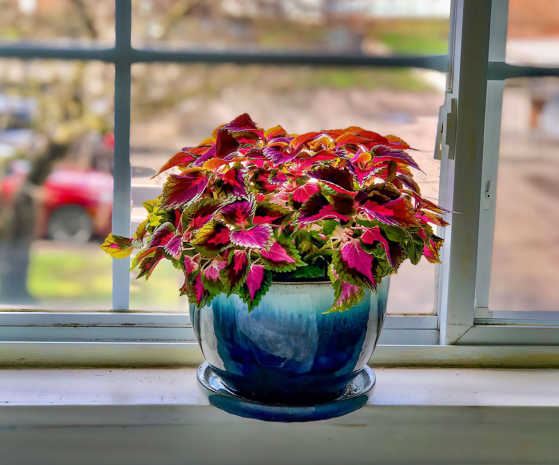 coleus plant with rich red leaves in blue pot on windowsill