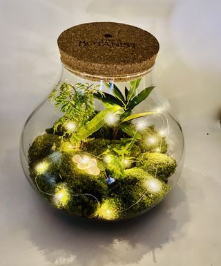 Christmas terrarium with plants and lights
