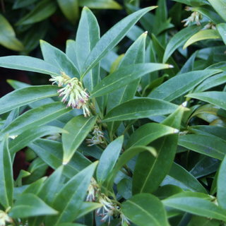 Sarcococca humilis- Himalayan Sweetbox