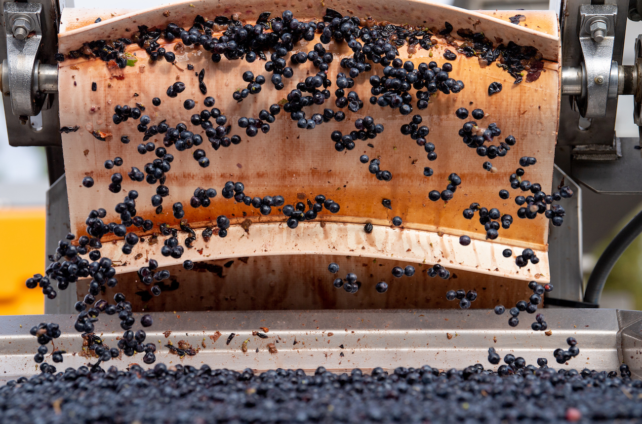 Destemmed Cabernet Sauvignon on conveyor