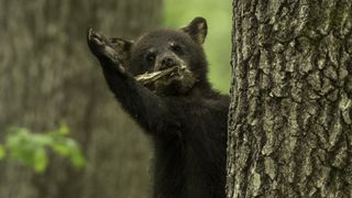 A black bear cub seems to wave from behind a tree trunk.