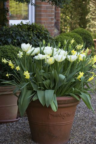 flower bulbs of daffodils and tulips planted in a container