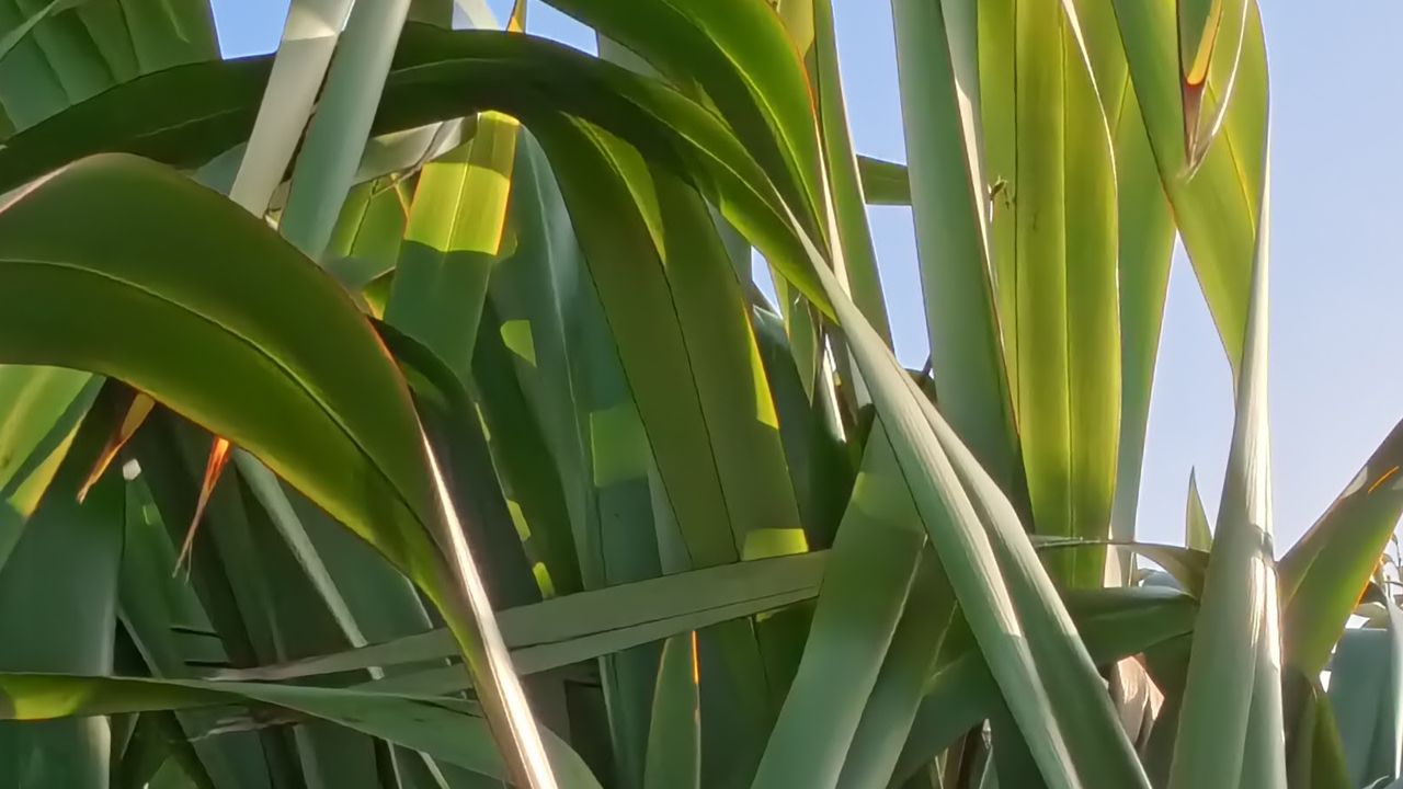 Insta360 Ace Pro 2