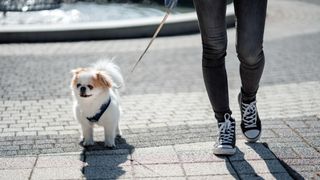 Japanese Chin