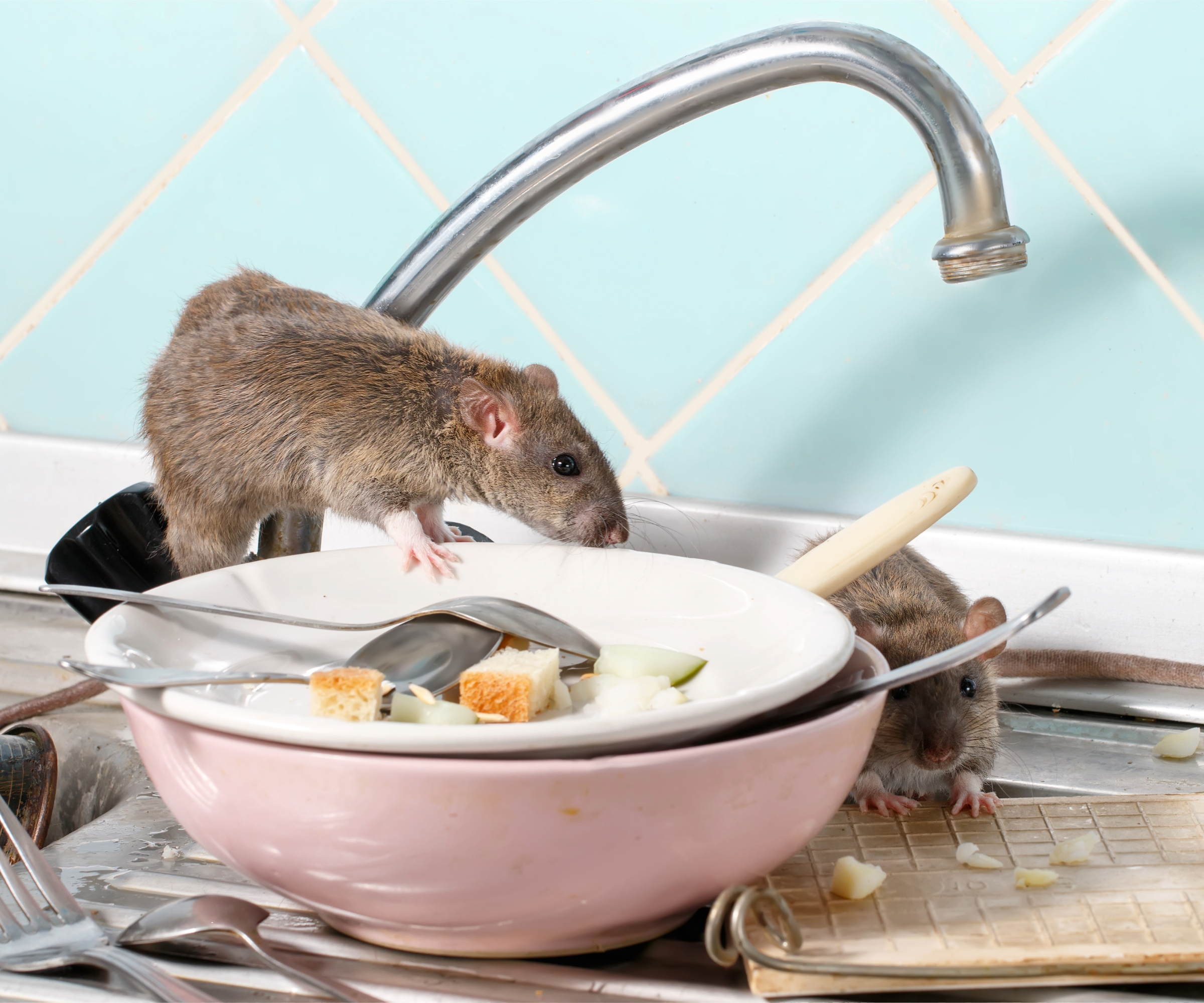 Two rats on draining board, sniffing around food