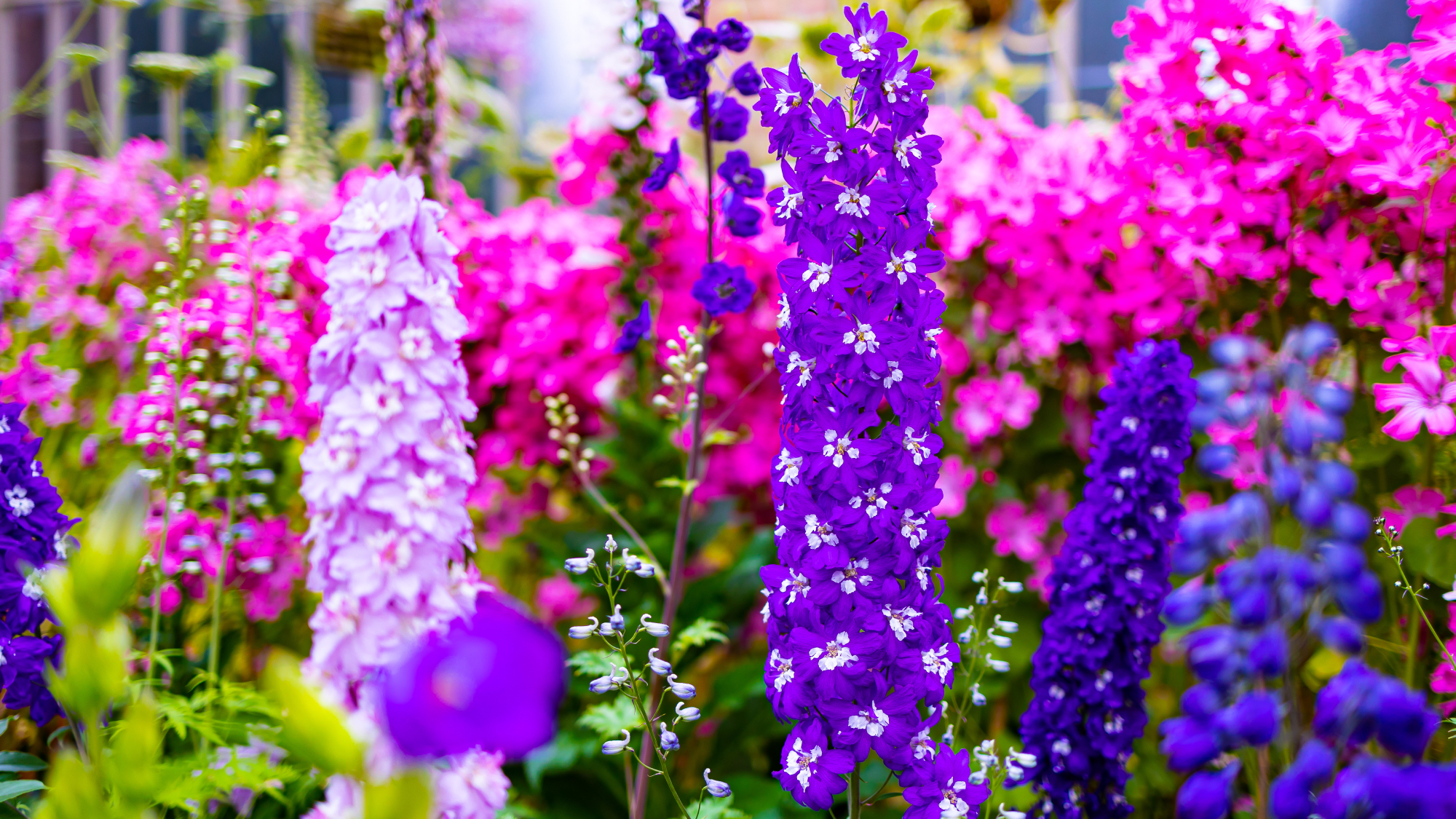 colorful delphinium flowers