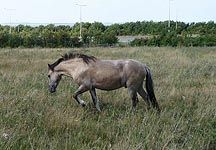 Konik.JPG