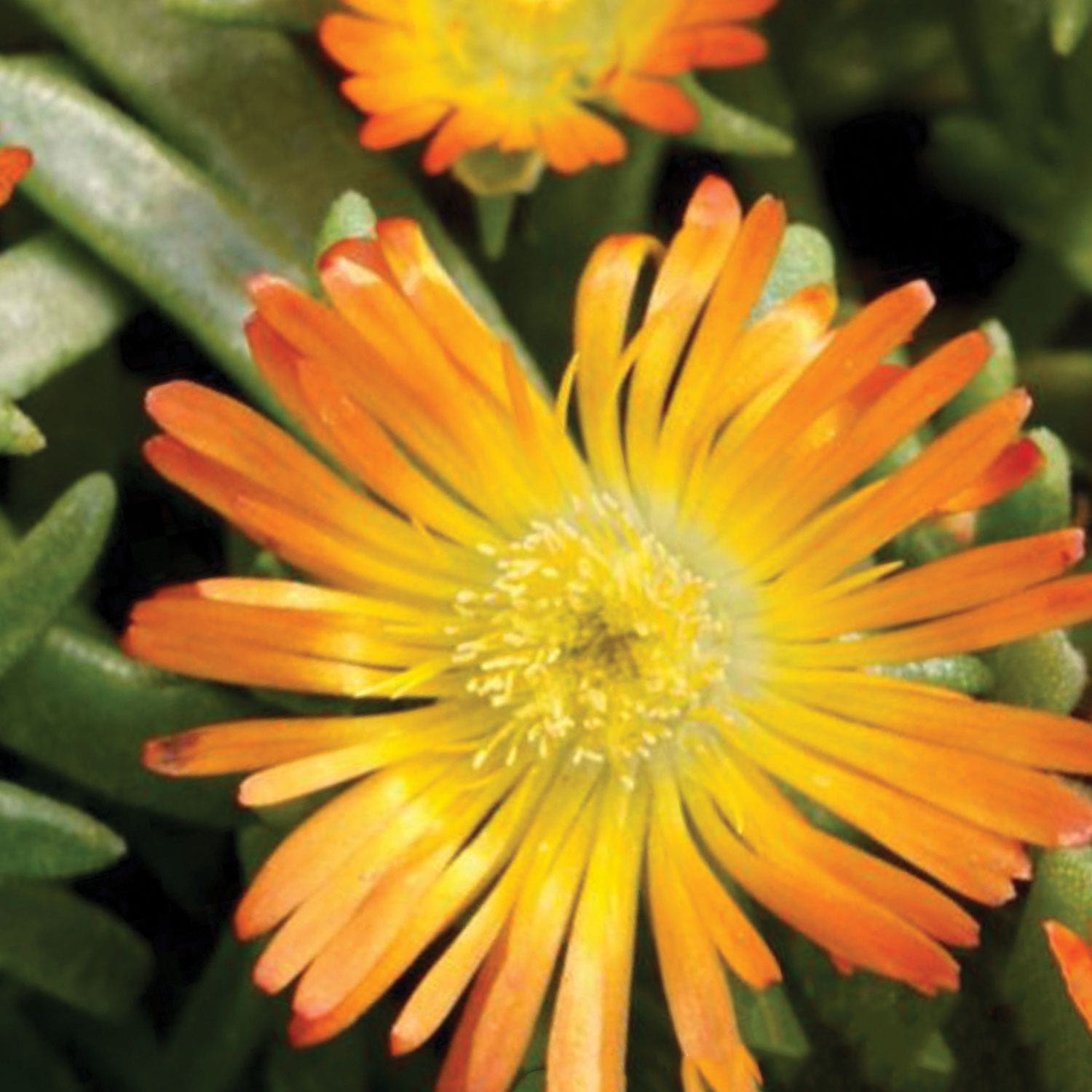 Orange Wonder Delosperma Plant