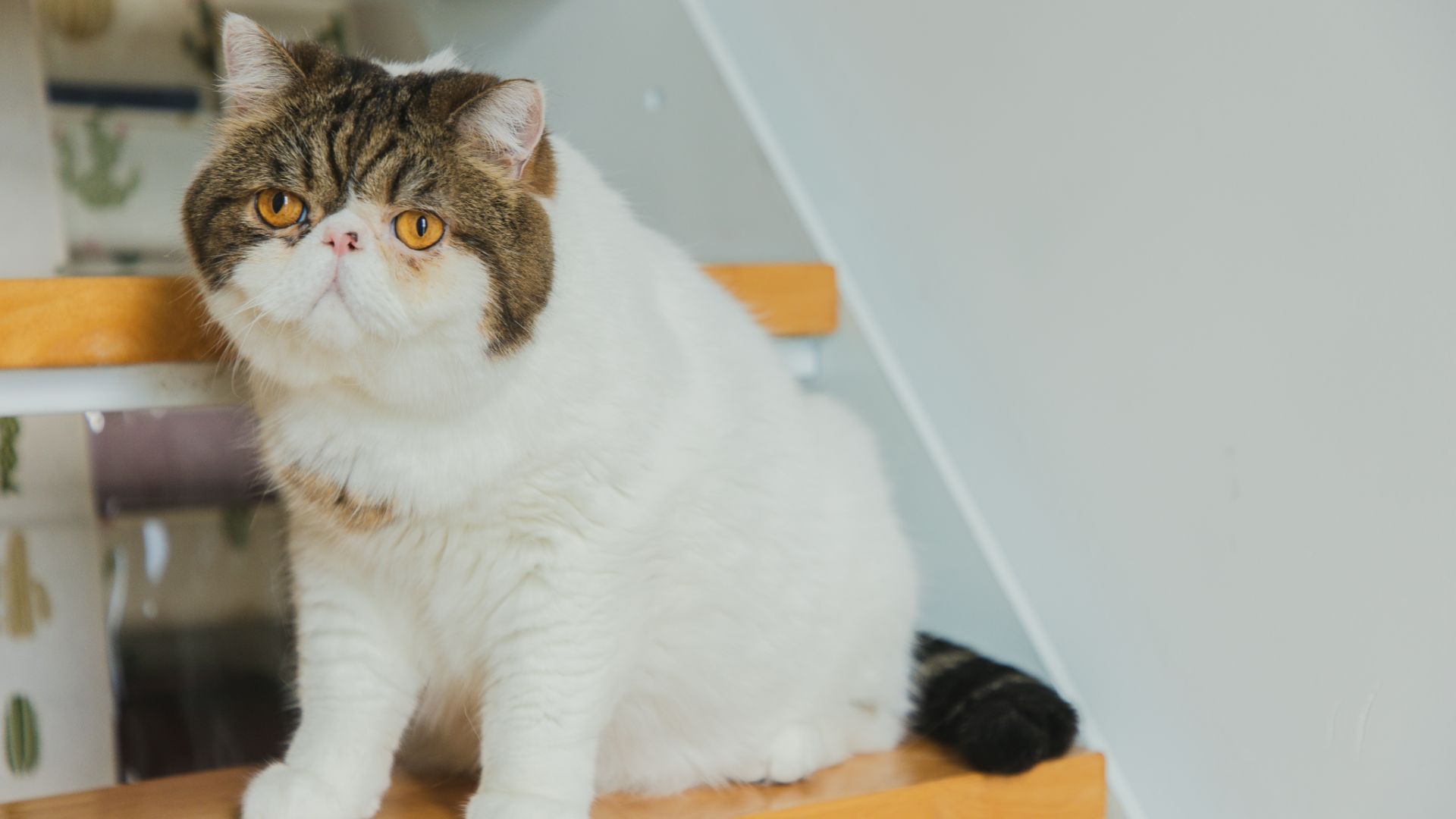 exotic shorthair cat