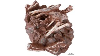 The 70 million-year-old fossils of the adult oviraptorid dinosaur sitting atop a nest of 24 eggs, including at least seven eggs that still contain embryonic material.