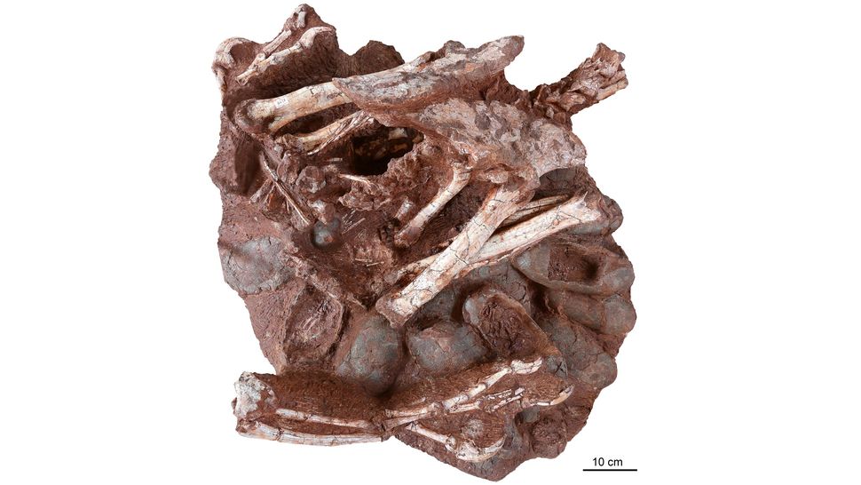 rarest dinosaur in the world