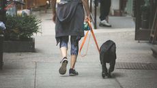 Person walking dog along pavement seen from behind