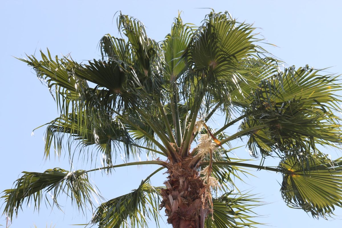 Cabbage Tree Palms Information On Growing A Cabbage Palm Tree Gardening Know How