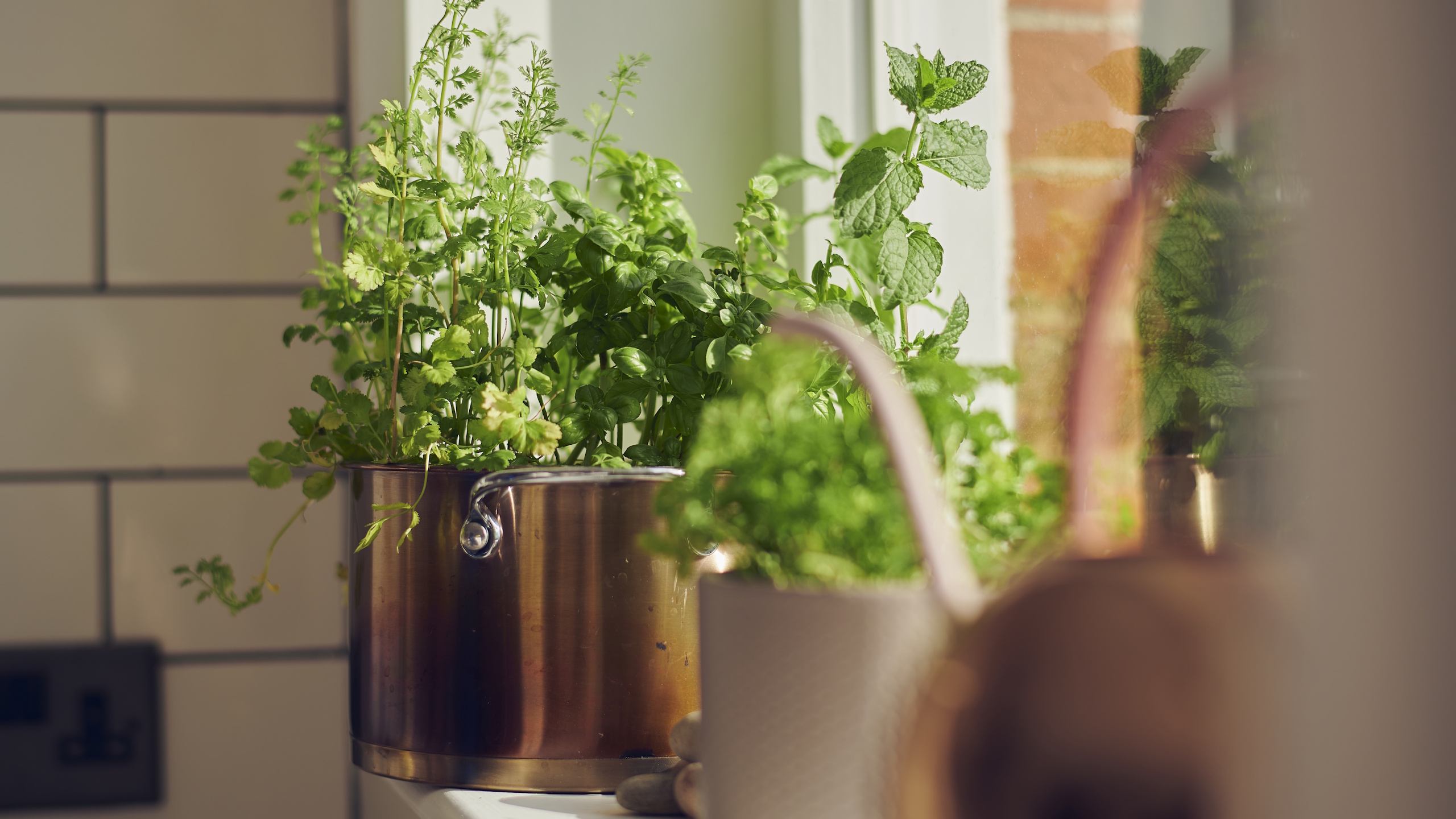 Indoor herb garden