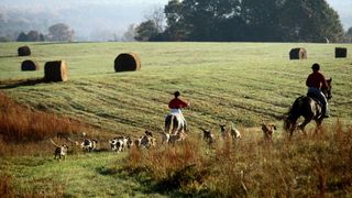 Hunting hounds in Virginia