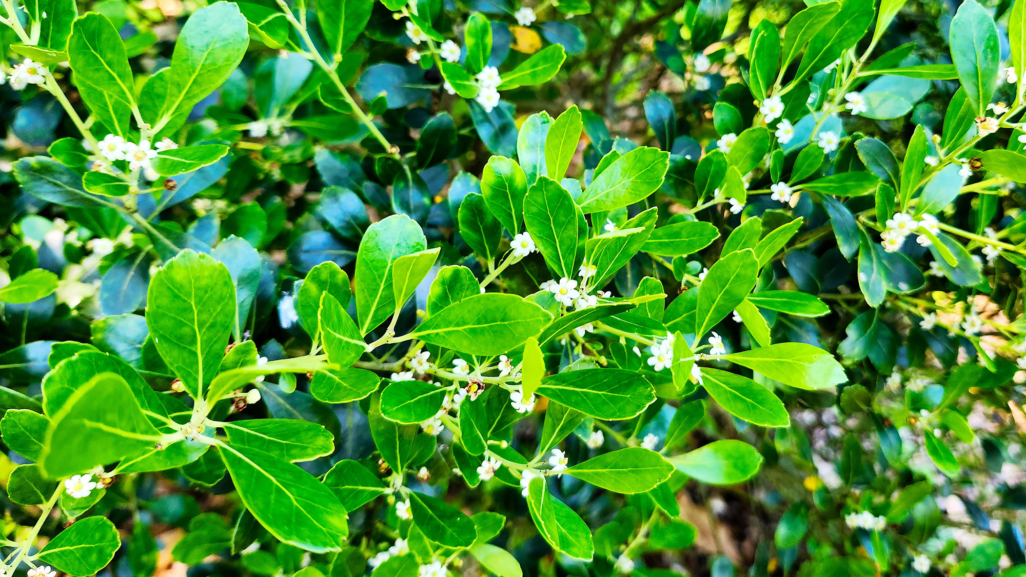 Inkberry holly